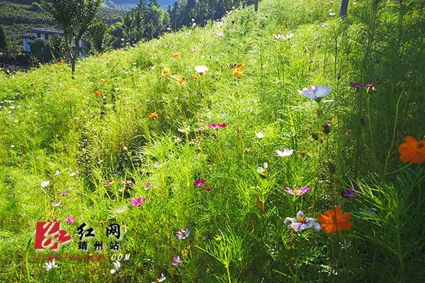 孤芳不自賞｜靖州最全賞花攻略來襲！ 戲劇 第12張