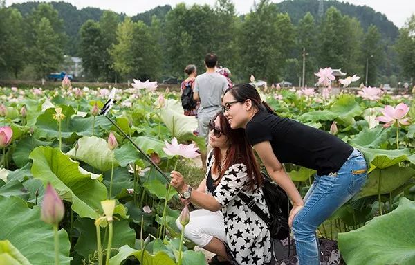 孤芳不自賞｜靖州最全賞花攻略來襲！ 戲劇 第11張