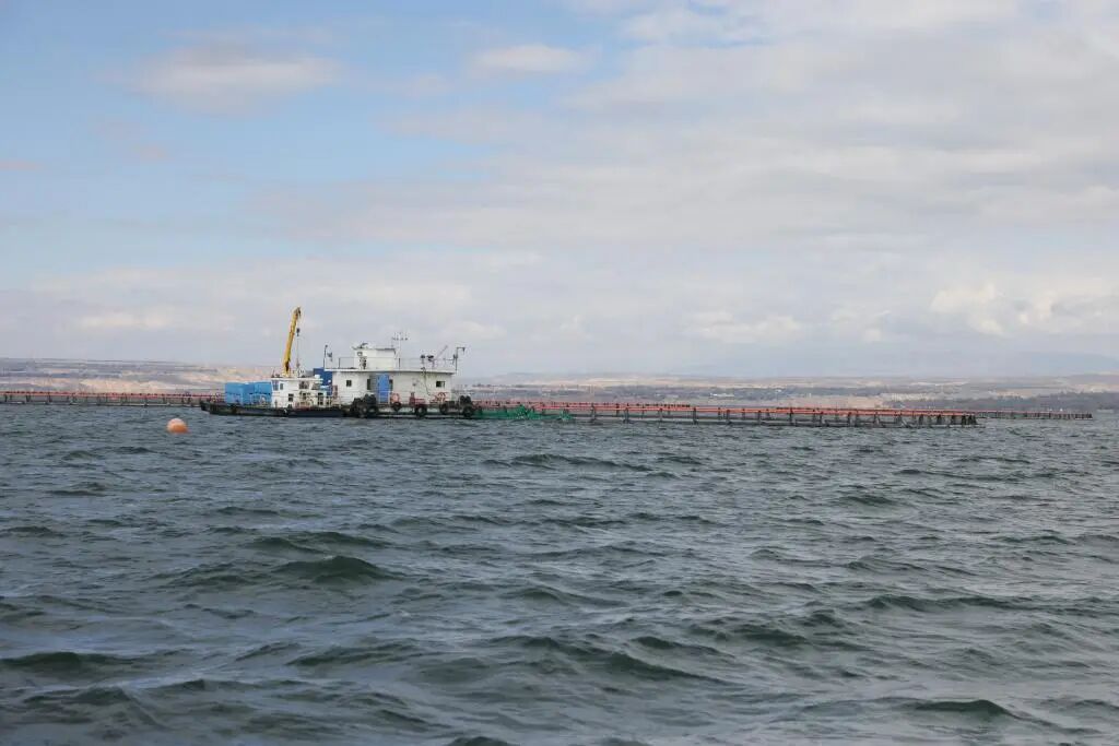 龙羊峡养殖淡水虹鳟鱼占据半壁江山,并几乎独占出口市场!