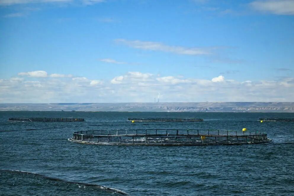 龙羊峡养殖淡水虹鳟鱼占据半壁江山,并几乎独占出口市场!