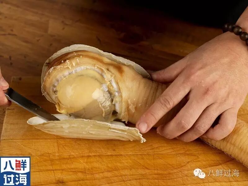 3.将蛋状的(像屁p似的)象拔蚌的内脏切下.