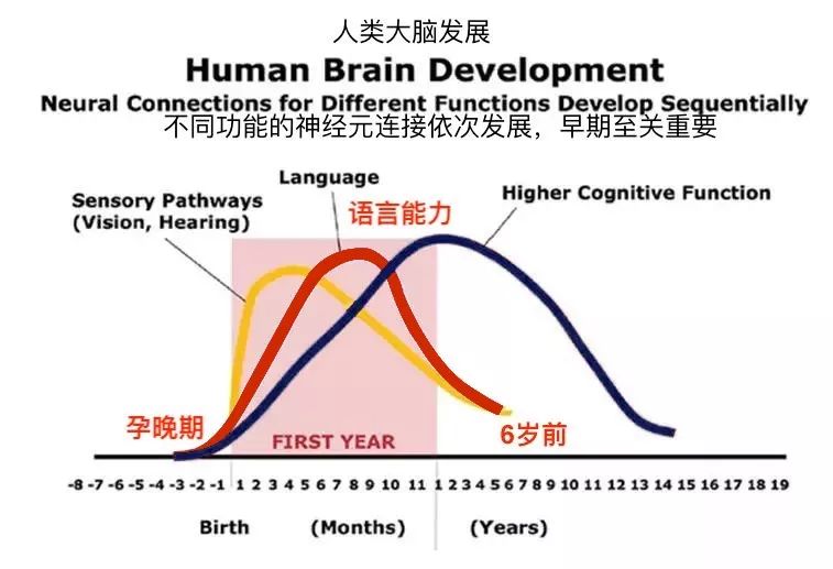 【育儿百科】孩子一生仅有一次的大脑发育高峰期，错过后悔一生!