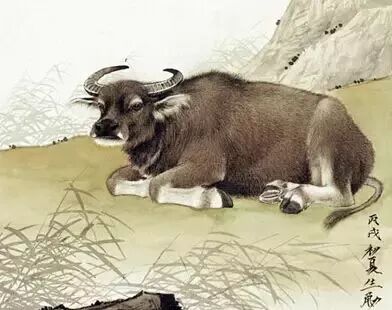 人品最好的五大生肖，你在列吗？