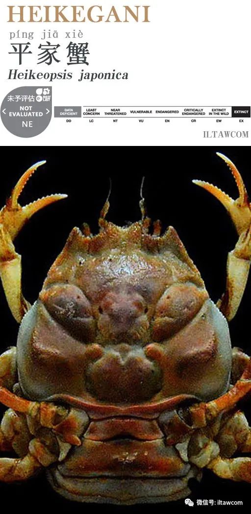 酷似发怒武士的 鬼脸蟹 平家蟹 动物世界 二十次幂