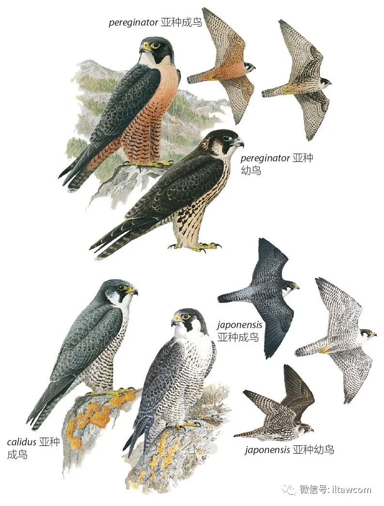 中国猛禽图鉴 隼 动物世界 二十次幂