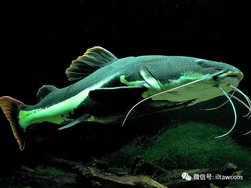 大型淡水魚類 紅尾鯰 動物世界 微文庫