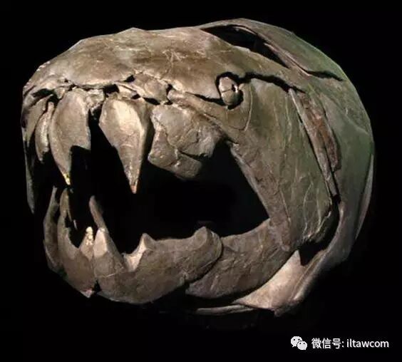 远古海洋霸主邓氏鱼