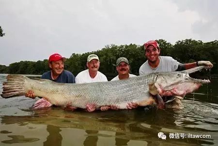 世界上的6種大型淡水魚類 動物世界 微文庫