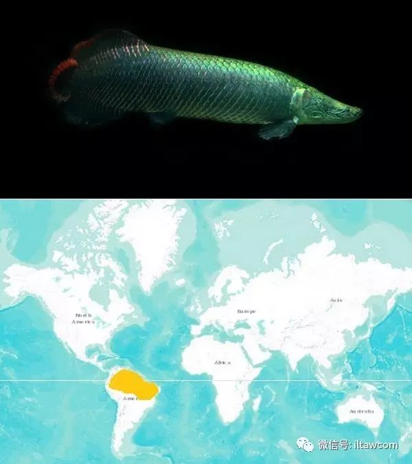 世界上的6種大型淡水魚類 動物世界 微文庫