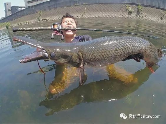 超乎想象的大型淡水魚類 動物世界 微文庫