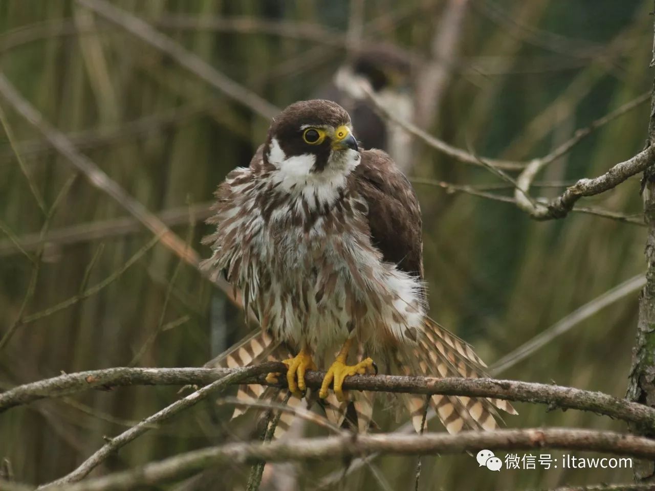 生活在中國13種隼 動物世界 動物世界 微文庫