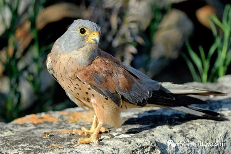 生活在中國13種隼 動物世界 動物世界 微文庫