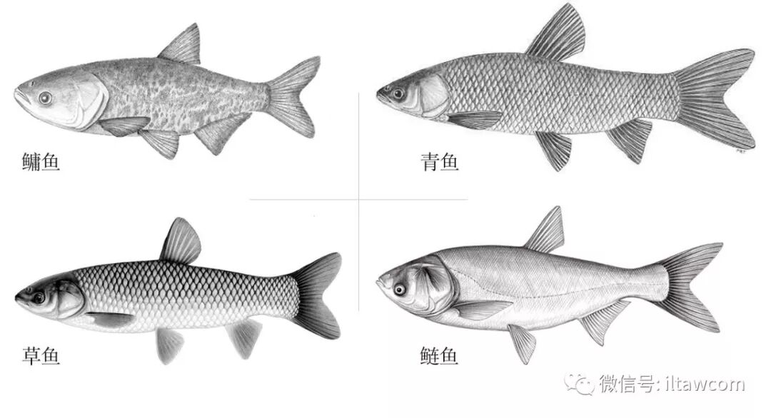 胖頭魚是什麼魚 四大家魚又都是什麼 動物世界 微文庫