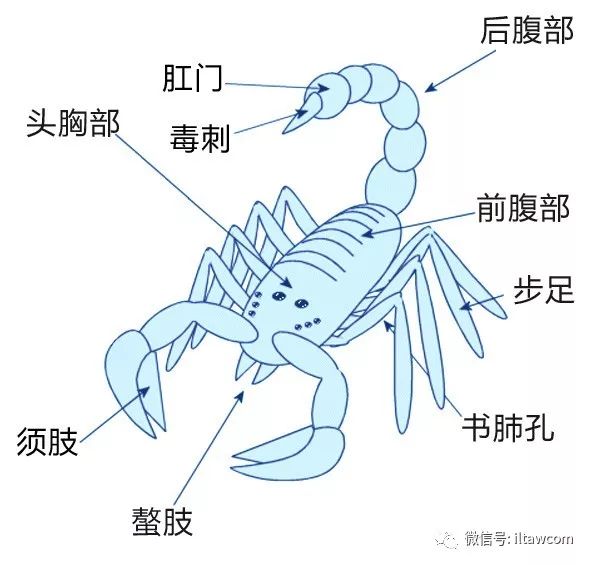 蠍子的概述 動物世界 微文庫