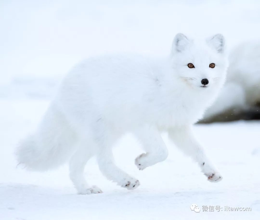 動物世界 北極狐 動物世界 微文庫