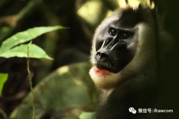 動物世界 鬼狒 動物世界 微文庫