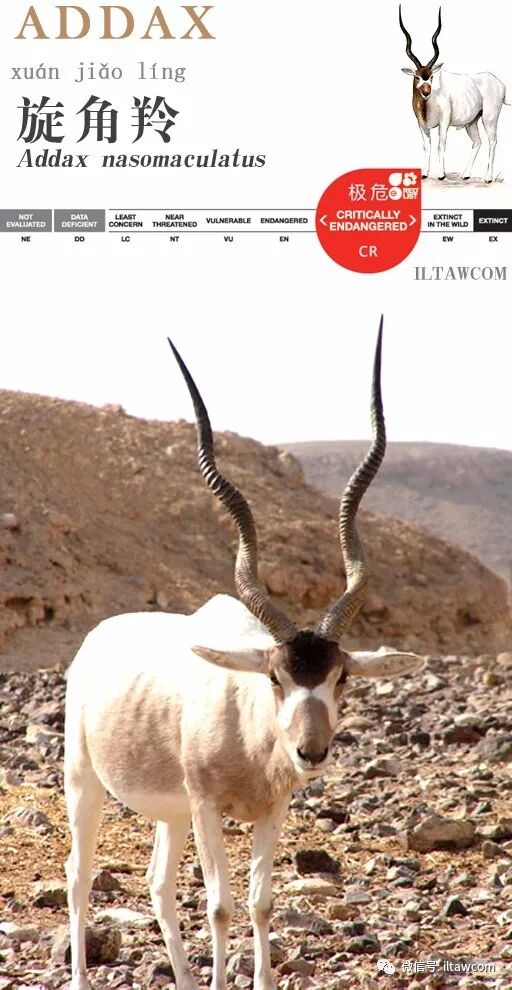 極度瀕危的物種 旋角羚 動物世界 微文庫