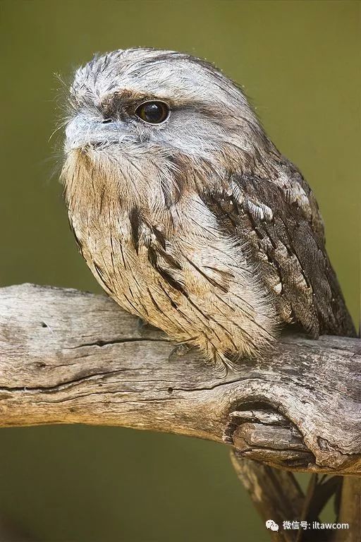 它不是鳥 這是一塊樹皮 偶爾會賣萌 動物世界 微文庫