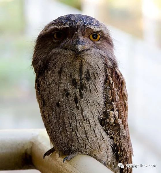 它不是鳥 這是一塊樹皮 偶爾會賣萌 動物世界 微文庫