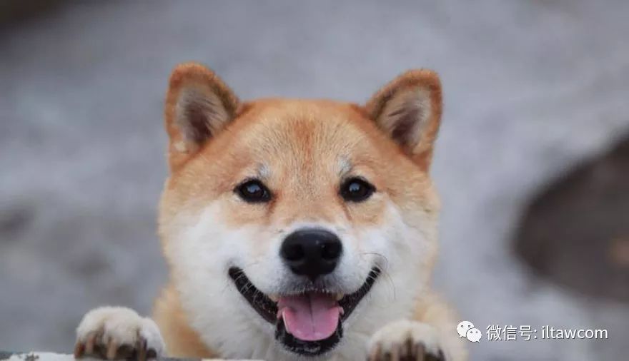 世界犬種 柴犬 動物世界 微文庫