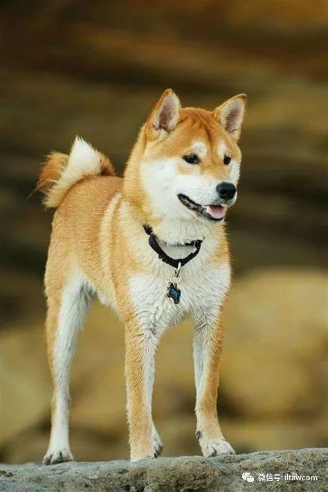 世界犬種 柴犬 動物世界 微文庫