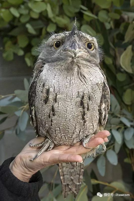 滿臉都是戲的鳥類 茶色蛙口鷹 動物世界 微文庫