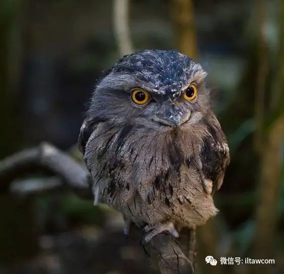 滿臉都是戲的鳥類 茶色蛙口鷹 動物世界 微文庫