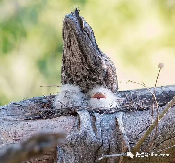 满脸都是戏的鸟类 茶色蛙口鹰 动物世界微信公众号文章