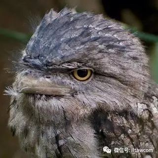 滿臉都是戲的鳥類 茶色蛙口鷹 動物世界 微文庫