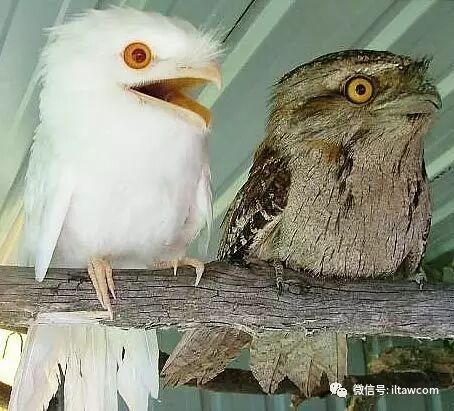 满脸都是戏的鸟类 茶色蛙口鹰 动物世界微信公众号文章