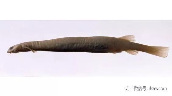 牙签鱼 亚马逊河的 吸血鱼 动物世界微信公众号文章