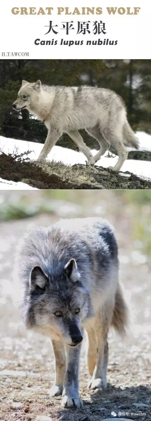 動物世界 狼的亞種和分佈 動物世界 微文庫