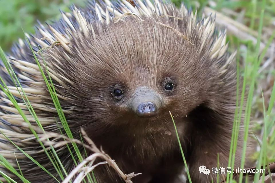 既不是刺蝟 也不是豪豬 更不是食蟻獸 它是針鼴 動物世界 微文庫