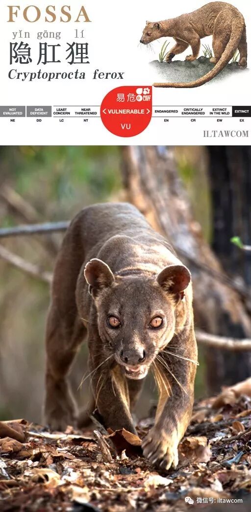 我可凶了 是最大的猛獸 僅限於馬達加斯加 動物世界 微文庫