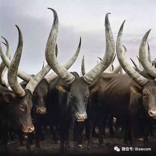 瓦圖西牛 長有壯美巨角的動物 動物世界 微文庫
