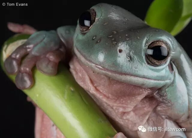 補充 老爺樹蛙的叫聲 動物世界 微文庫