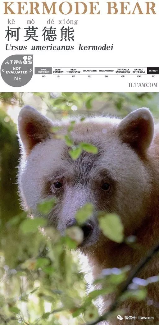 只有北極熊是白色的嗎 不不不 它也是白熊 動物世界 微文庫