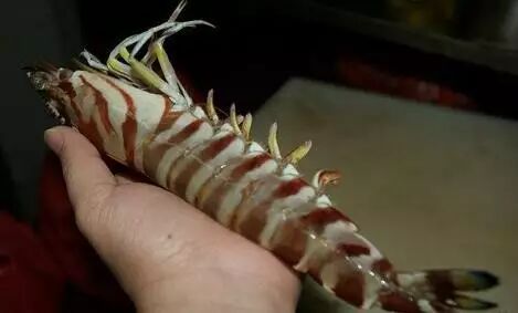 蓬勃发展的惠民水产养殖业-斑节王对虾养殖纪实.