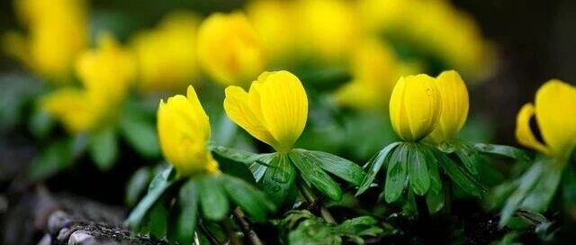 cover_image