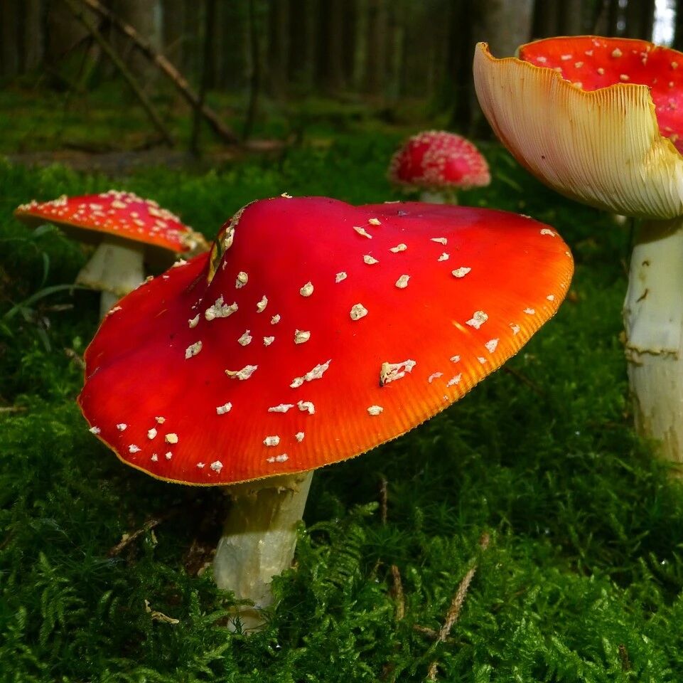 Example Image