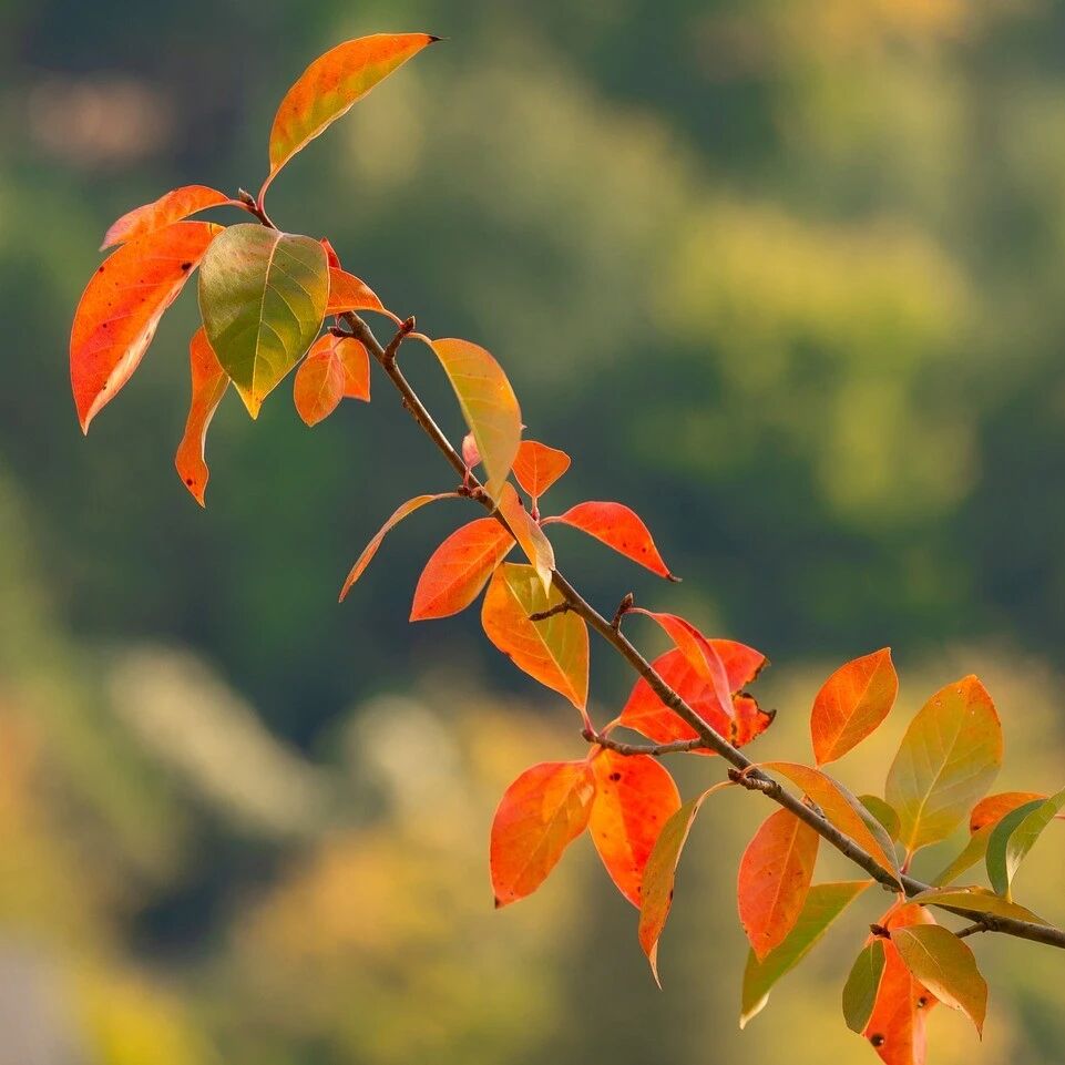 Example Image