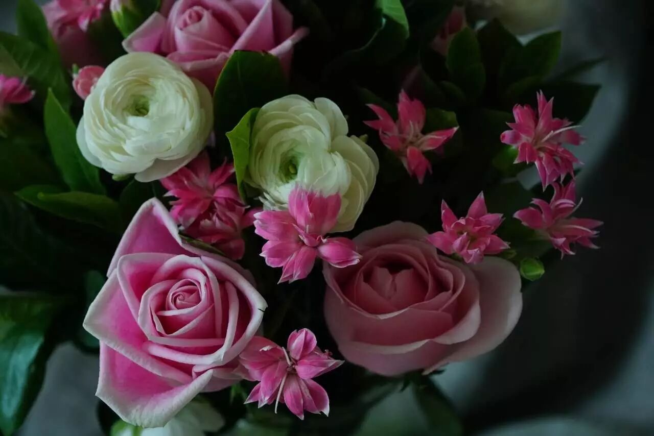 周花||恰似雪的温柔