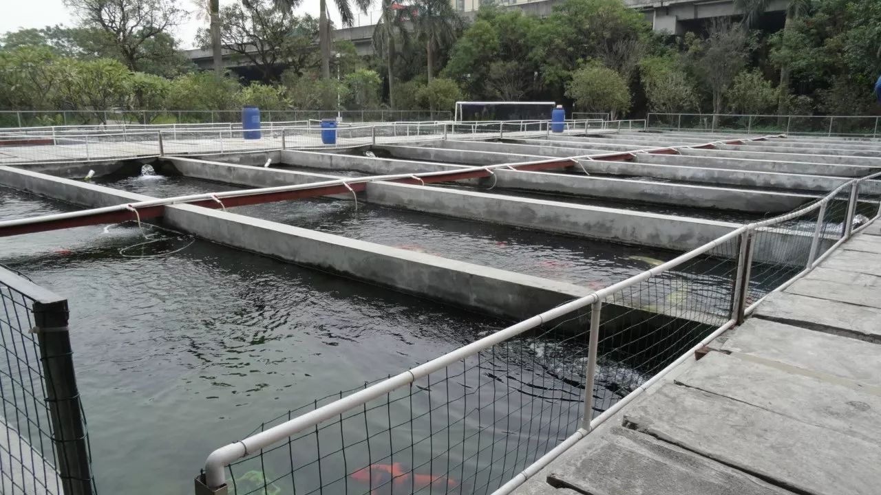 恭喜海日錦鯉養殖場獲得中國錦鯉大賽全場總合季軍!