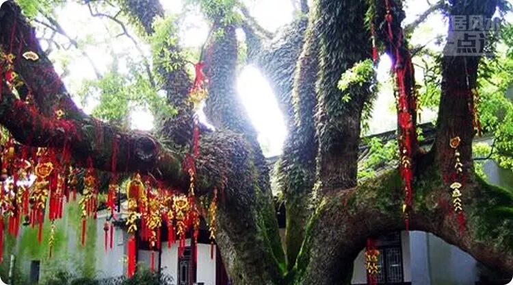 春节旅行必看！这些禁忌，越早知道越少麻烦~