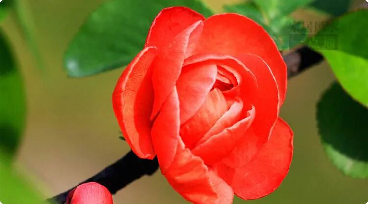 被称为“富贵之花”的海棠花风水，你了解多少？