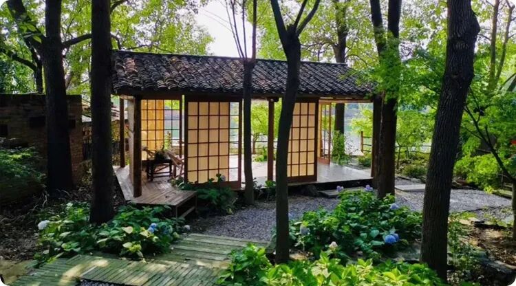 好讲究葡萄树种家里好不好_家里种葡萄树大忌_家里种葡萄树好不好有什么讲究吗