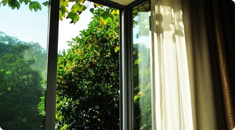 家里种葡萄树大忌_好讲究葡萄树种家里好不好_家里种葡萄树好不好有什么讲究吗