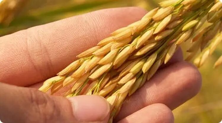 有这种手相的女人绝佳好命，一生富贵！