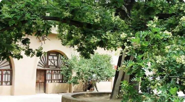 树不可乱栽，坏了风水哭都来不及！