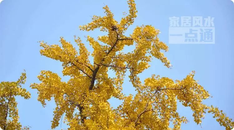 家居灯饰风水_色彩·风水·家居_石狮家居风水选择